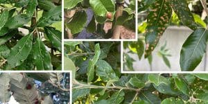 découvrez les causes des taches marron sur feuilles, leurs effets sur la santé des plantes et comment les prévenir et les traiter pour garder votre jardin en pleine forme.