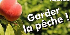 découvrez comment planter des noyaux de nectarine pour faire pousser vos propres arbres fruitiers. suivez nos conseils pratiques sur la préparation des noyaux, les étapes de plantation et l'entretien nécessaire pour récolter de délicieuses nectarines.