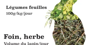 découvrez tout ce qu'il faut savoir sur la nourriture pour lapins : conseils sur les aliments, recettes saines, nutrition essentielle et astuces pour garantir le bien-être de votre compagnon à grandes oreilles.