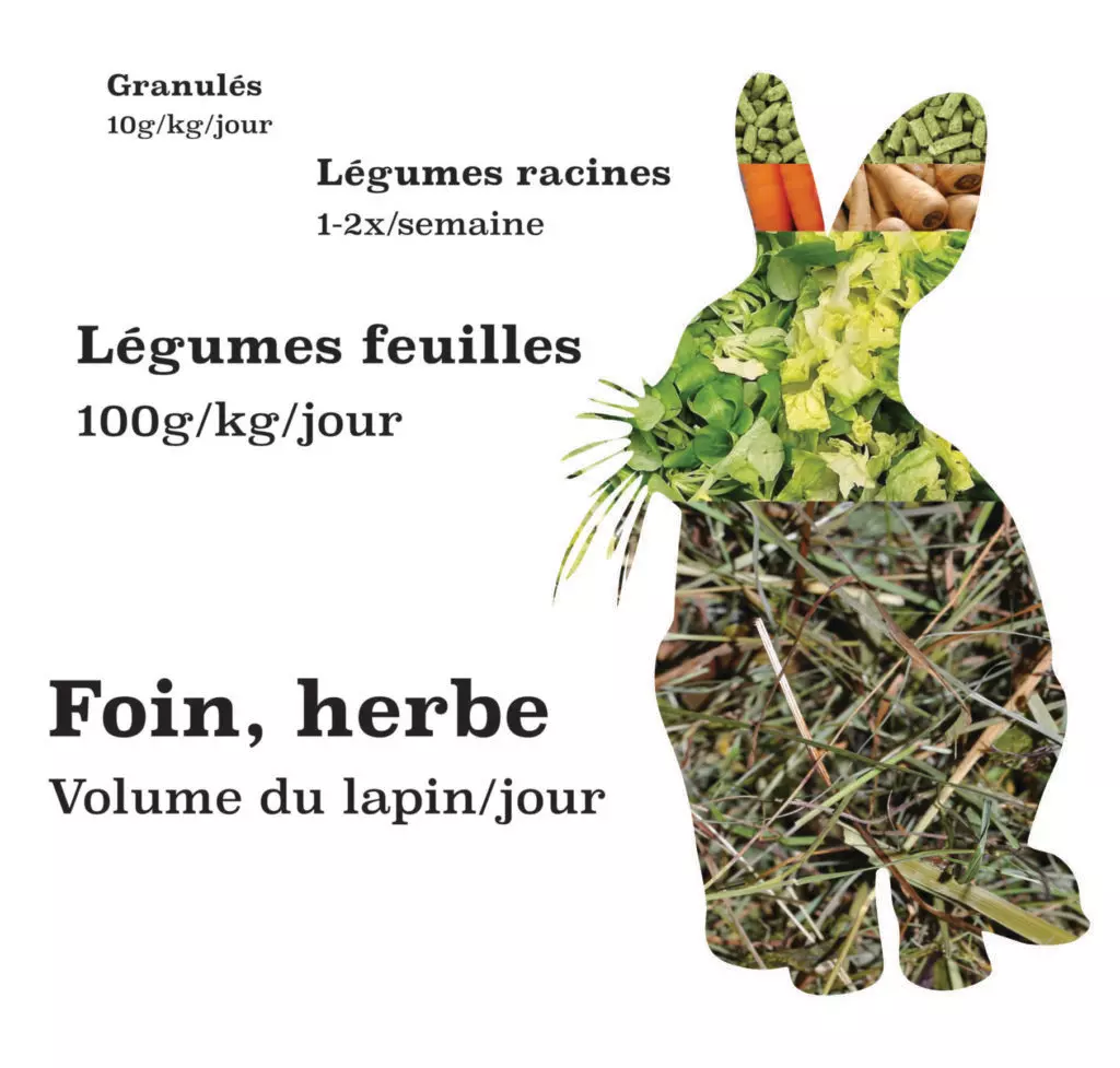 découvrez tout ce qu'il faut savoir sur la nourriture pour lapins : conseils sur les aliments, recettes saines, nutrition essentielle et astuces pour garantir le bien-être de votre compagnon à grandes oreilles.